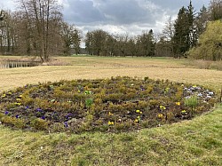 Blaue und gelbe Stiefmütterchen sorgen auf dem Rondell am Herrenhaus für Farbtupfer.
